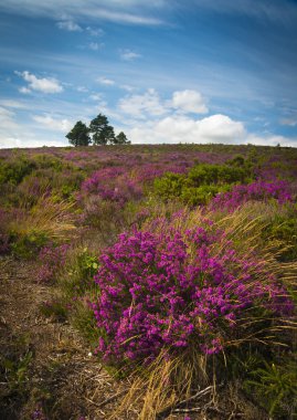 Mor ve pembe heather Dorset araziler üzerinde