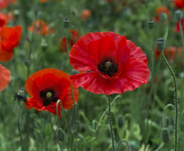 Een gebied van heldere, rode papavers en wilde bloemen — Stockfoto