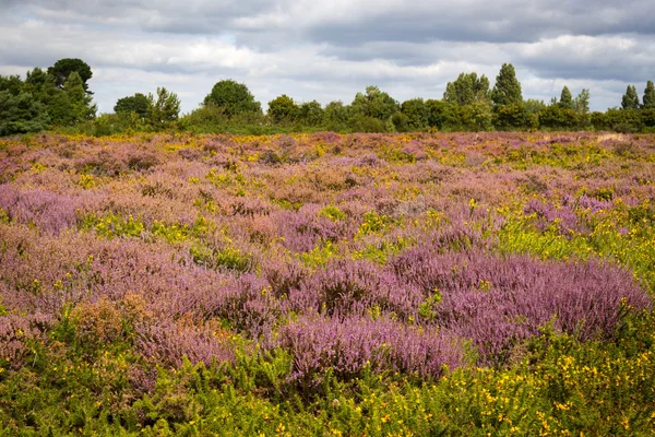 Mor ve pembe heather Poole Harbour yakınındaki Dorset araziler üzerinde
