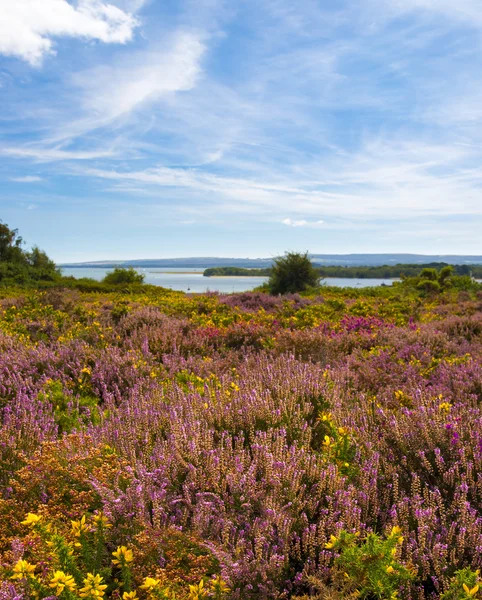 Mor ve pembe heather Poole Harbour yakınındaki Dorset araziler üzerinde