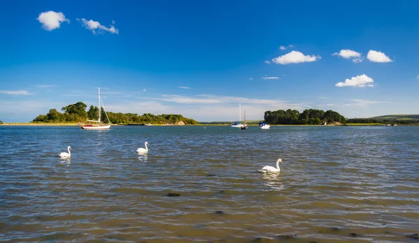 Os cisnes nadam em Shipstal Point, Dorset com vistas para o porto — Fotografia de Stock