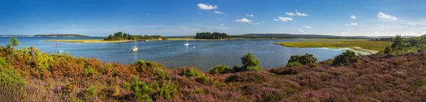 Panorama delle isole nel porto di Poole con Heather in primo piano — Foto Stock