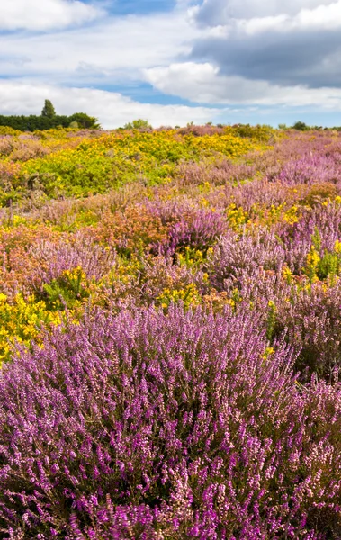 Fioletowy i różowy wrzos na wrzosowiskach Dorset w pobliżu Poole Harbour — Zdjęcie stockowe
