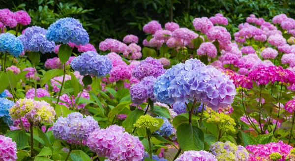 Purple and Pink Hydrangea Flowers