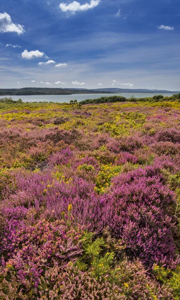 Mor ve pembe heather Poole Harbour yakınındaki Dorset araziler üzerinde
