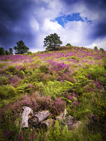 Dramatic skies over Purple and pink heather on Dorset heathland — Stock Photo, Image