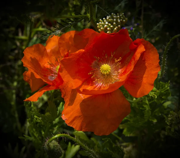 밝고, 빨간 양 귀 비와 와일드 꽃 필드 — 스톡 사진
