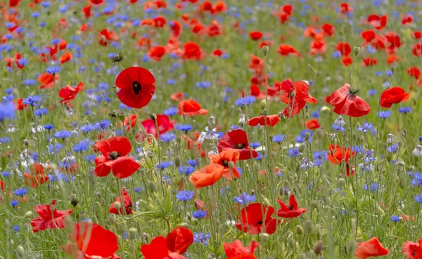 Un champ de coquelicots rouges brillants et de fleurs sauvages — Photo