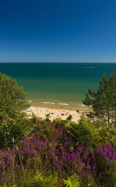 Heather op rotsen over zandstranden in Poole in de buurt van Bournemouth — Stockfoto