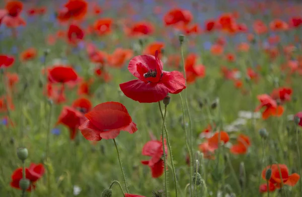 Un campo de amapolas rojas brillantes y flores silvestres — Foto de Stock