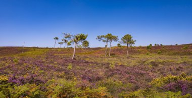 Mor ve pembe heather Dorset araziler üzerinde