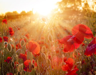 Field of sunlit red poppies at sunset clipart