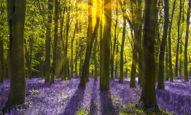 Oxford bluebell ormanda kayın ağaçları sayesinde güneş kanalları