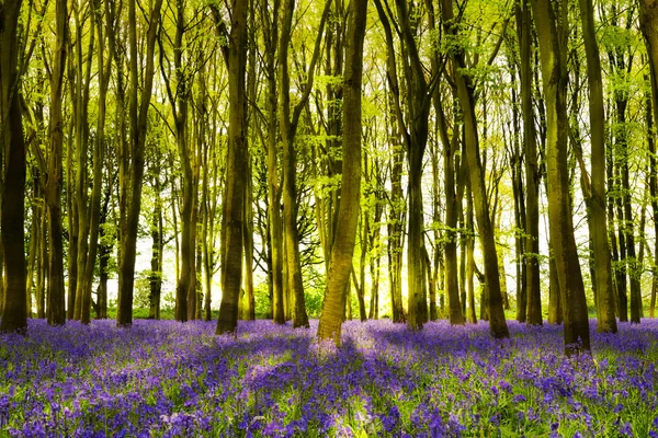 Oxford bluebell ormanda kayın ağaçları sayesinde güneş kanalları — Stok fotoğraf