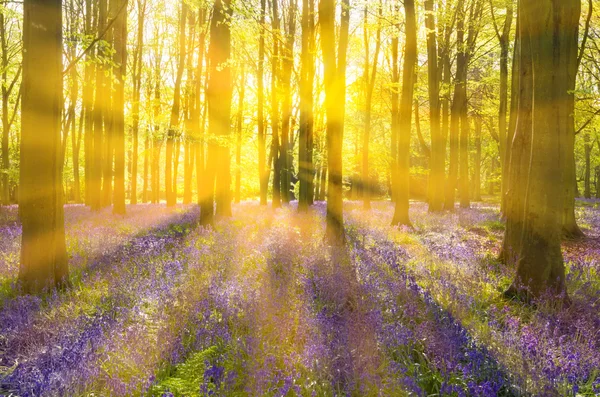 A luz do sol flui através de árvores de faia em bosques de bluebell de Oxford — Fotografia de Stock