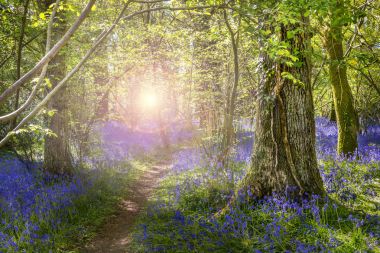 Bluebell ormanda yaprakları ile güneş