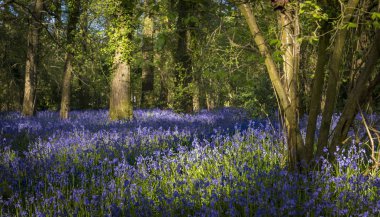 Dorset bluebell ormanda yaprakları ile güneş