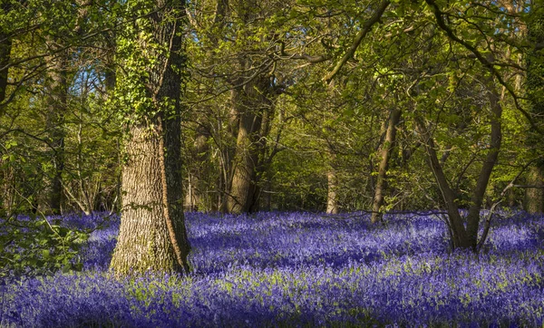 Luz do sol através das folhas em bosques bluebell em Dorset — Fotografia de Stock