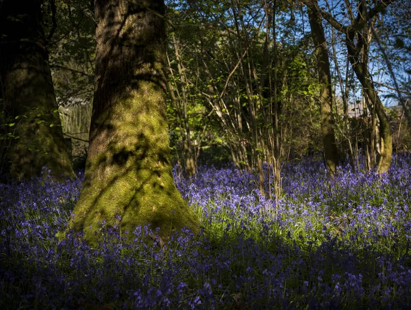 Luz do sol através das folhas em bosques bluebell em Dorset — Fotografia de Stock
