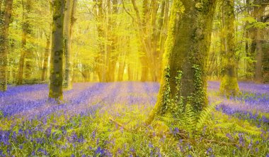 Bluebell halı ışıklı kayın ağaçlar ile güneş parlıyor