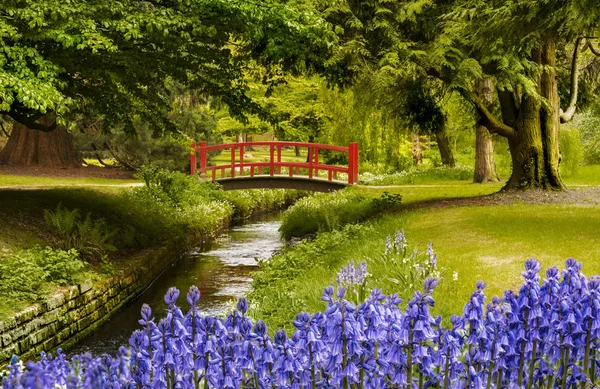 Matta av blåklockor nära en bro i Bournemouth trädgårdar — Stockfoto