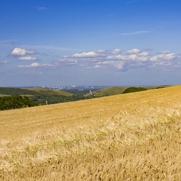Ripe golden wheat field with Corfe Castle in the distance — Stock Photo, Image