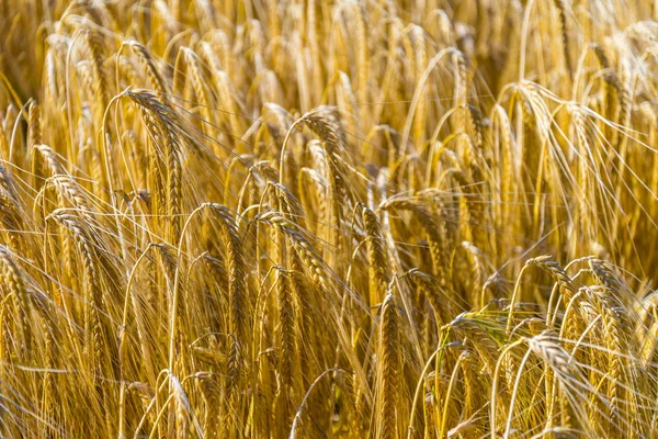 Campo de trigo dorado maduro — Foto de Stock