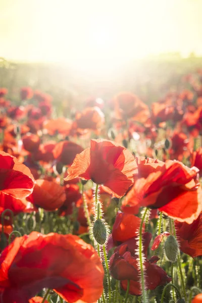 Poppies Field at Sunset in Dorset — Stock Photo, Image