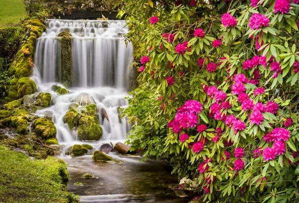 Little Bredy Rododendri e cascate nel Dorset — Foto Stock