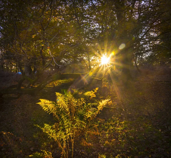 A luz do sol atravessa árvores e folhas na Nova Floresta — Fotografia de Stock