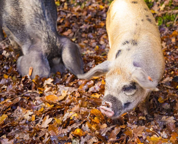 Pigs hunt for food in a stream in the New Forest — Stock Photo, Image