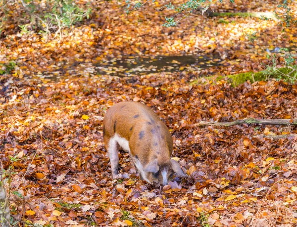 Pigs hunt for food in a stream in the New Forest