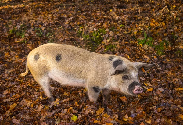 Pigs hunt for food in a stream in the New Forest — Stock Photo, Image