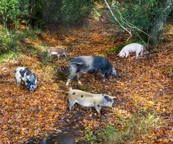 Pigs hunt for food in a stream in the New Forest — Stock Photo, Image