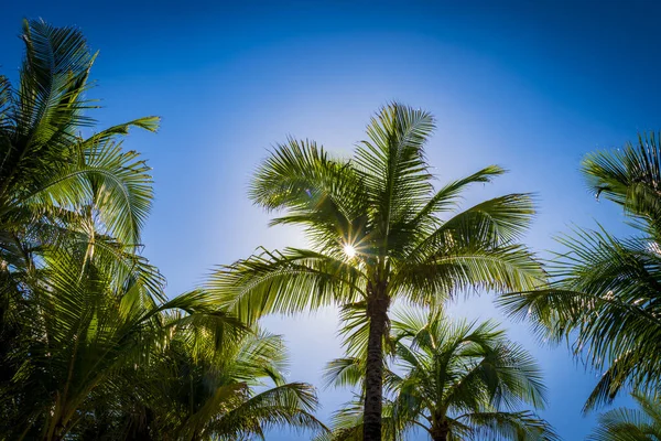 Sunlight shines through palm trees in Miami Beach