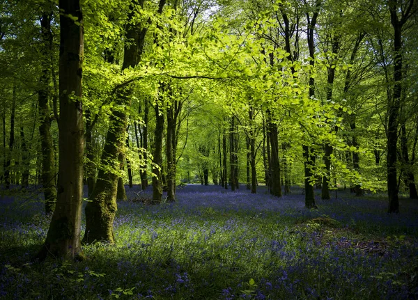 Terrain Boisé Tapis Bluebells Dans Dorset Avec Soleil Brillant Travers — Photo