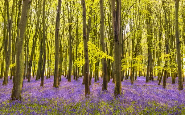 Oxfordshire 'da yaban mersinleri halısı ormanları. Kayın ağacı ve huş ağacından parlayan parlak yeşil yapraklar, BlueBell çiçeklerinin mavi ve mor renkleriyle çelişiyor.