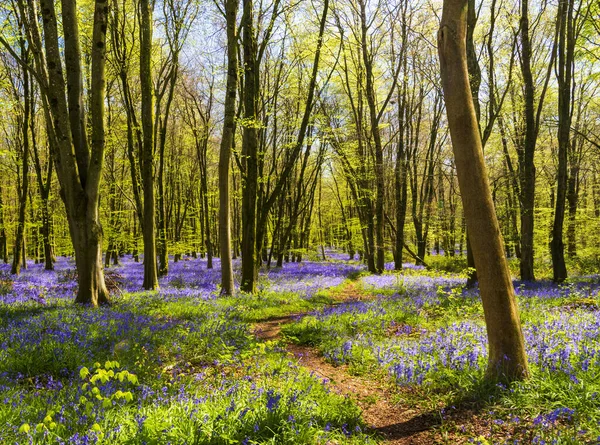 Bluebells Tapete Bosque Dorset Com Sol Brilhando Através Faia Bétula — Fotografia de Stock