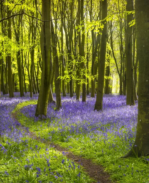 Bluebells Tapete Bosque Oxfordshire Com Sol Brilhando Através Faia Bétula — Fotografia de Stock