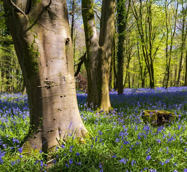 Bluebells Alfombra Bosque Dorset Con Sol Brillando Través Haya Dosel —  Fotos de Stock