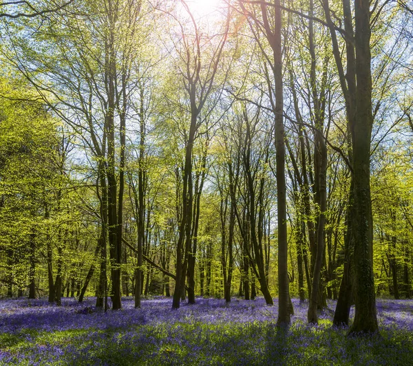Bluebells Tapete Bosque Dorset Com Sol Brilhando Através Faia Bétula — Fotografia de Stock