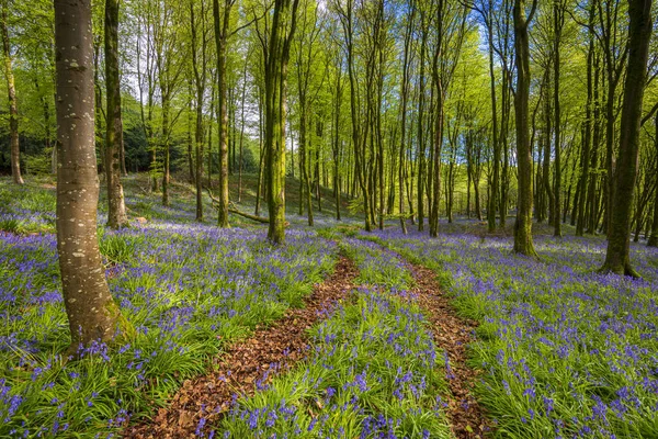 Bluebells Alfombra Bosque Dorset Con Sol Brillando Través Haya Dosel — Foto de Stock