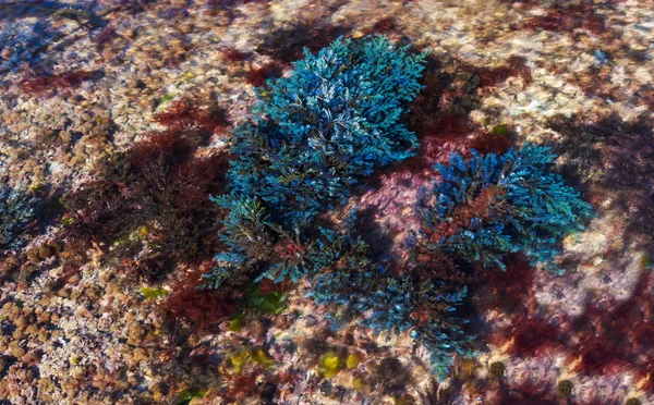 Underwater Gardens Bright Coloured Seaweed Kimmeridge Dorset — Stock Photo, Image