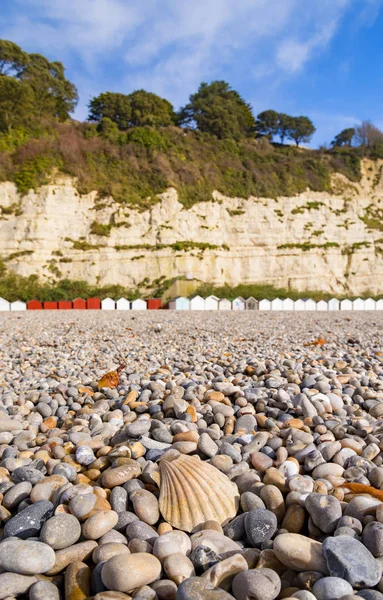 Pilgrimsmussla Sköljs Upp Den Stenlagda Strandlinjen Vid Devon Med Rad — Stockfoto