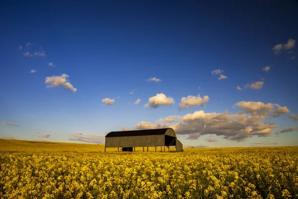 Canola Semillas Colza Amarillo Brillante Bajo Cielo Azul Profundo Granero —  Fotos de Stock