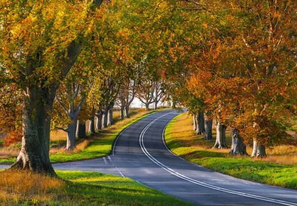 Die B3082 Ist Gesäumt Von Reihen Alter Buchen Die Herbst Stockbild