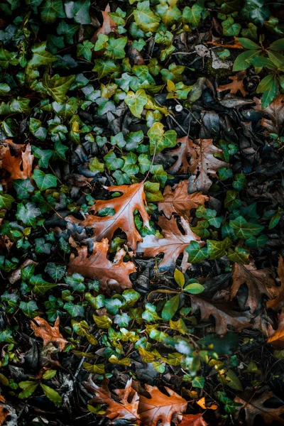Зеленый Лист Текстуры Осенью — стоковое фото