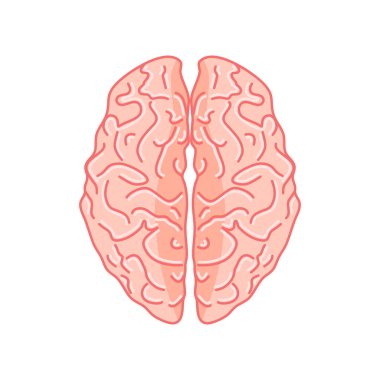 Üst görünümde beyin çizimi. Beyaz arkaplanda