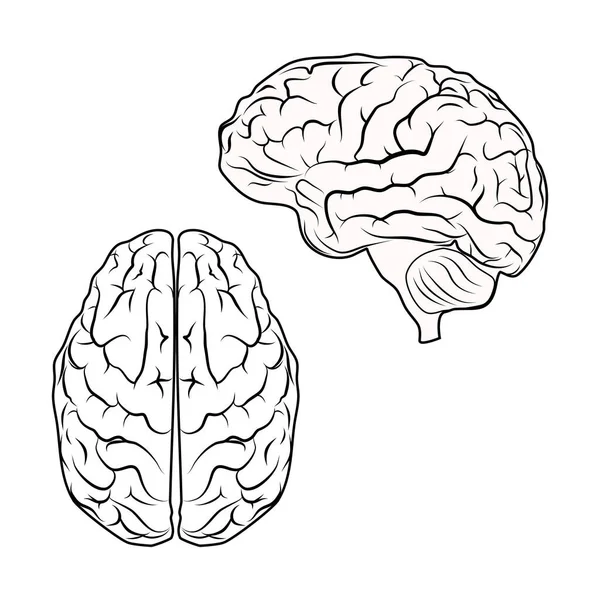 Vecteur Cerveau Humain Pour Conception Médicale Génétique Soins Santé — Image vectorielle