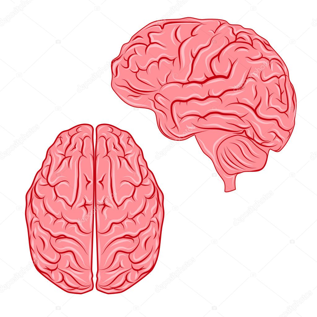 Vector human brain.Organ anatomy.medicine.genetics and health care